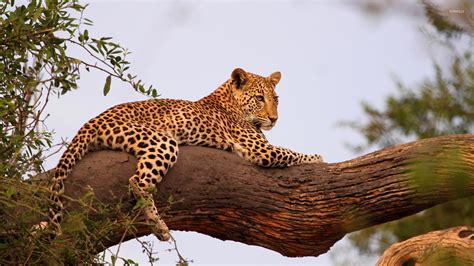 Leopard on a tree branch wallpaper - Animal wallpapers - #45832