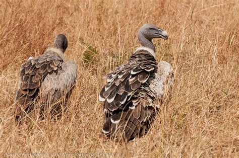 Europe's 5th vulture species? - Vulture Conservation Foundation