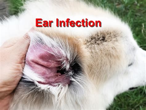 What Causes Dog Ear Infections