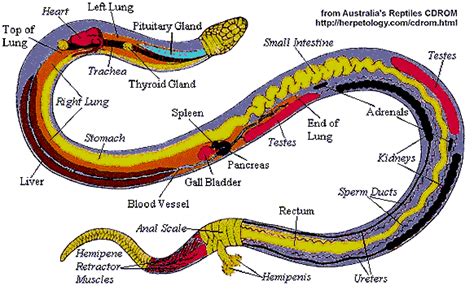 ANATOMY OF A SNAKE