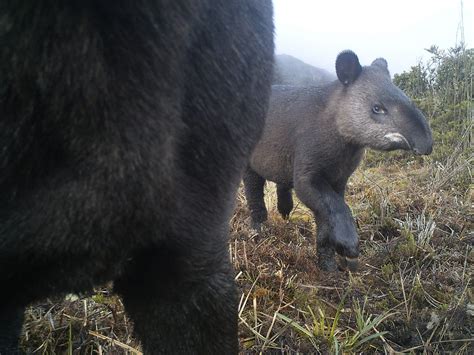 MOUNTAIN TAPIR - Spectacled Bear Conservation Society