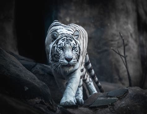 White Tiger Hunting by Mike Kolesnikov - Photo 102849631 / 500px