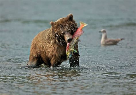 What Do Grizzly Bears Eat?( Diet & Facts)