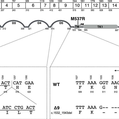 Schematic representation of the structure of feline c-KIT gene and ...