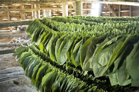 Tobacco Farming Photograph by Photostock-israel