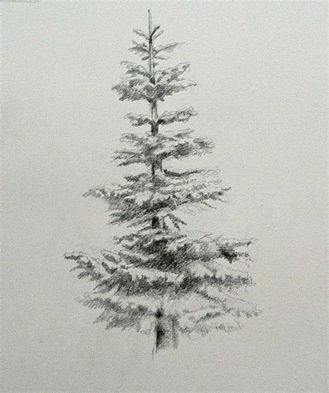 How to Draw and Paint Evergreen Trees | Tree drawings pencil, Landscape pencil drawings, Pencil ...