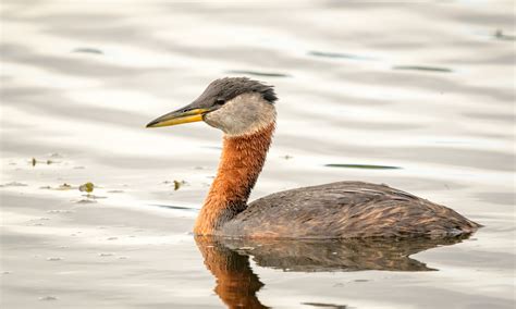 Red-necked Grebe | Audubon Field Guide