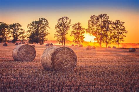 Sunset field stock photo. Image of golden, grain, dramatic - 59292230