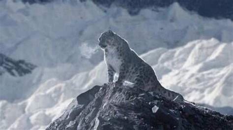 ‘Phantasmal beauty’: Image of snow leopard in icy Himalayas has netizens amazed | Today News