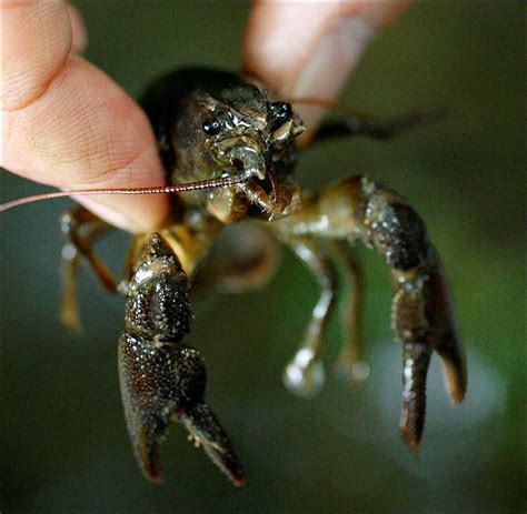 White-clawed Crayfish now ‘endangered’ — Nature Around Me