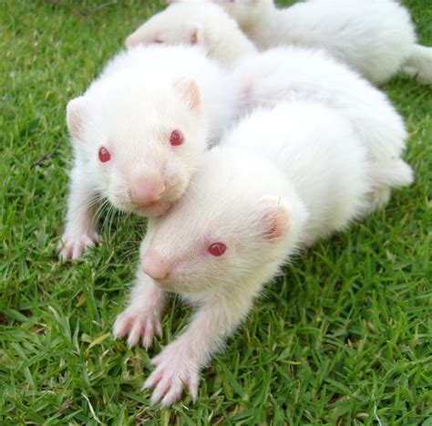 Ferrets Babies on the Grass 1 by arlee on DeviantArt