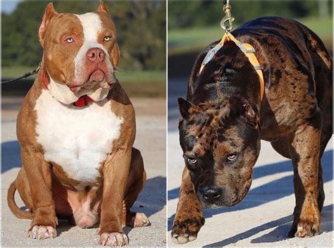 WORLD RENOWNED AS THE #1 XL AMERICAN BULLY KENNEL - MVP KENNELS :MVP KENNELS | American bully ...