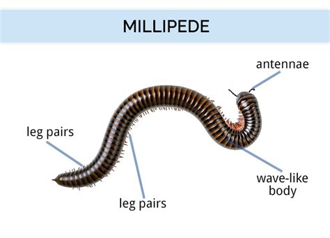 Millipede Anatomy - Anatomical Charts & Posters