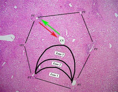 Normal Liver Histology 101 | AASLD