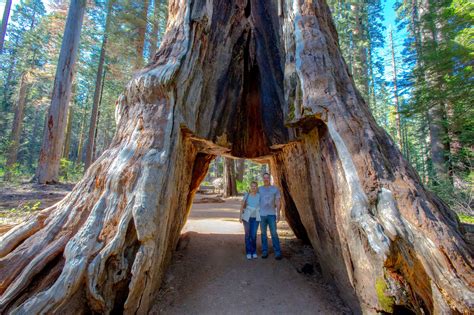 Where Are The Giant Sequoia Trees Located In California - Infoupdate.org