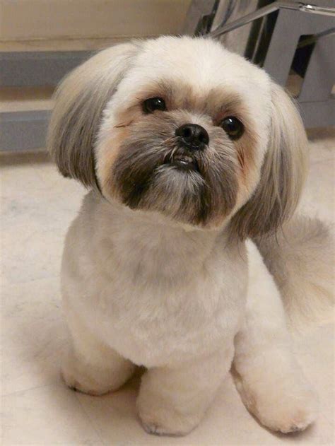 Cute Shih Tzu Puppies Photos Compilation | Shih Tzu haircut style ...