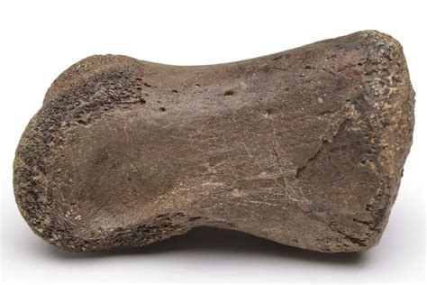 1.6" Dinosaur (Thescelosaurus) Phalanx Bone - Montana (#235557) For Sale - FossilEra.com