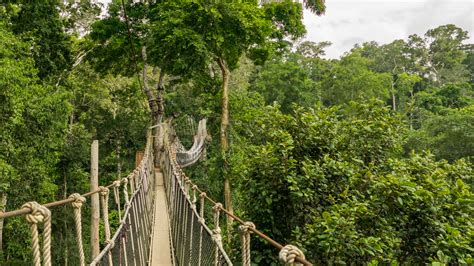 Kakum National Park - Ghana Safari Tours