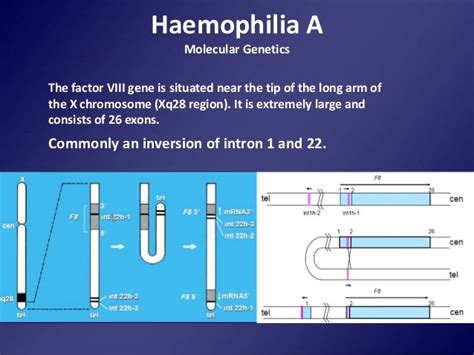 Genetics of hemophilia A