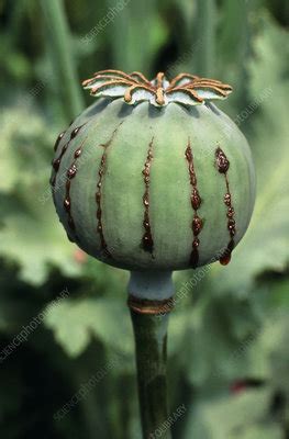 Unripe seed capsule of Opium poppy - Stock Image - B787/0101 - Science Photo Library