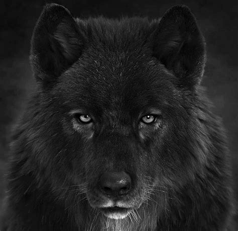 Black Wolf Hybrid Wallpaper