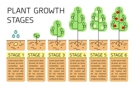 Oak Tree Growth Stages