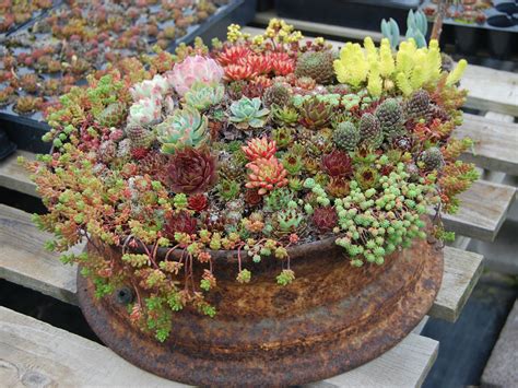 How to Grow and Care for Container Succulents - World of Succulents