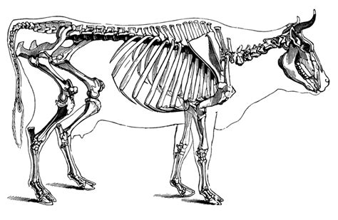 Cattle Skeletal System Diagram | Quizlet