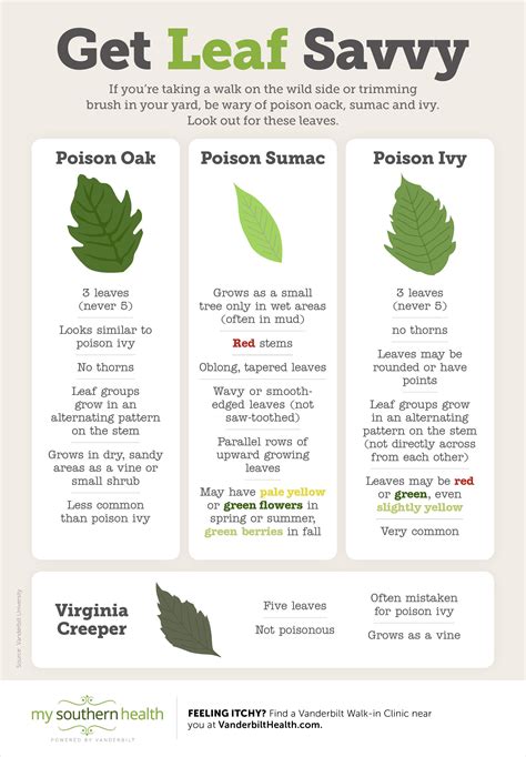 How to Identify Poison Ivy, Oak, and Sumac