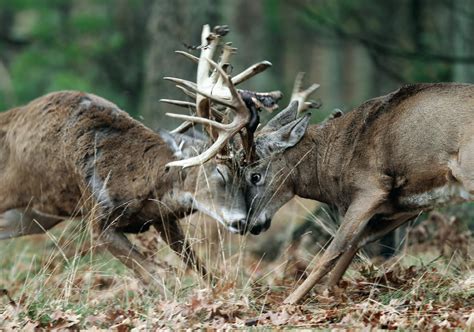 Tips and Tactics: How to Hunt Whitetail Deer