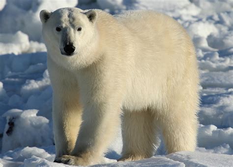 A solo sea kayak expedition in East Greenland's Ammassalik region: Polar bears.....