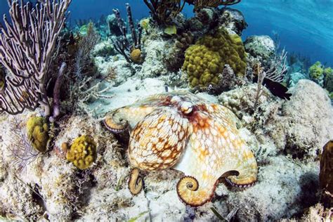 Caribbean Reef Octopus - National Maritime Historical Society