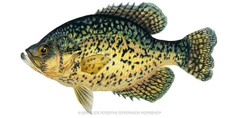 Black Crappie | Crappie, Fish drawings, Fish painting