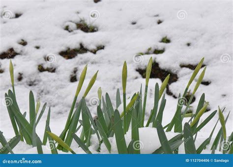 Leaf from Flowers in Early Spring Stock Photo - Image of daffodil ...