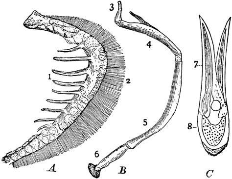 Diagram Of Fish Gills