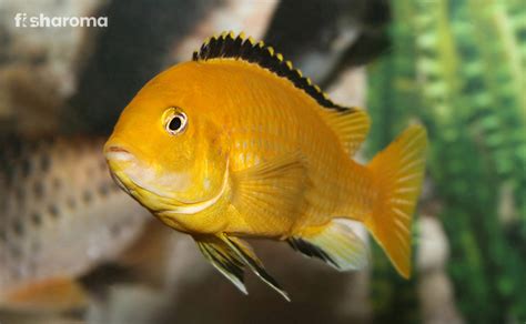 Electric Yellow Cichlid- The Ultimate Care & Species Guide