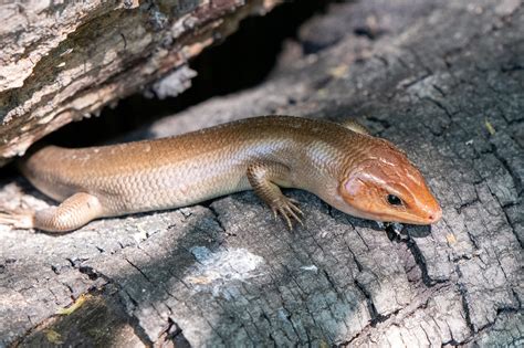 Broad-headed Skink | South Carolina Partners in Amphibian and Reptile Conservation