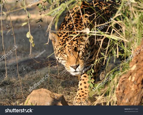 Jaguar Hunting Stock Photo 85711469 : Shutterstock