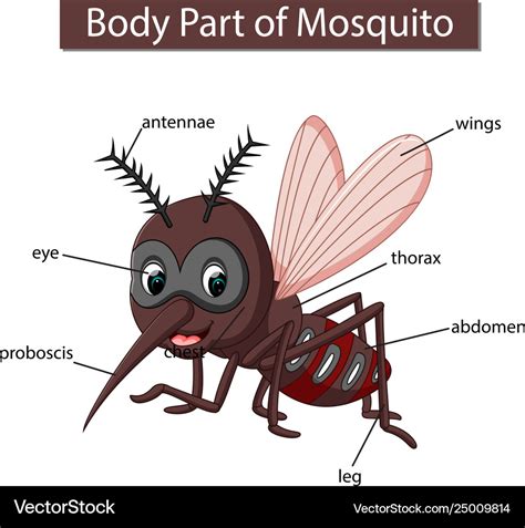 Mosquito Anatomy Diagram