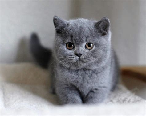 British Shorthair Kitten Profile, Facts, Care, Breeder - Mammal Age