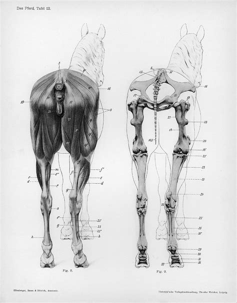 File:Horse anatomy posterior view.jpg - Wikipedia