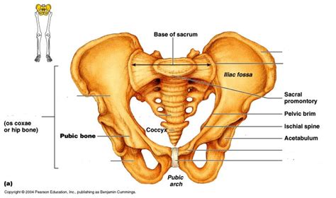 Pelvic Girdle Labeling Diagram | Quizlet