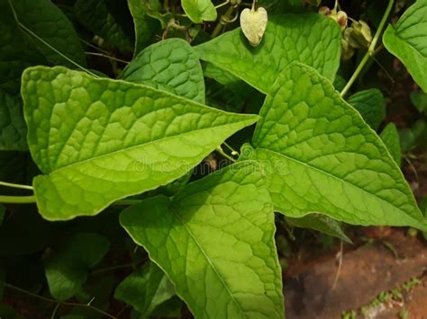 Triangular Green Leaves. Wild Plants Stock Photo - Image of plant, garden: 263970214