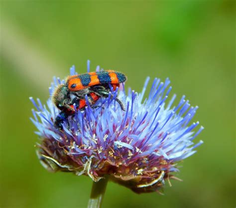 The Blue Button Flower with Insects Stock Photo - Image of background, leaf: 300877816