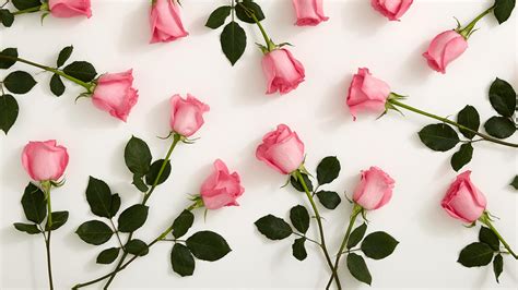 Pink Roses With White Background HD Pink Wallpapers | HD Wallpapers ...