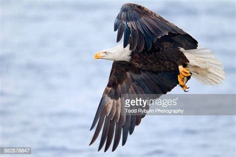 Bald Eagle Hunting High-Res Stock Photo - Getty Images