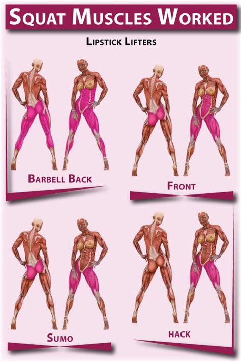 What Muscles Do Squats Work? | Squats muscles worked, Squats, Squat ...