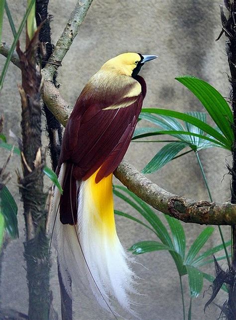 The Bali Bird Of Paradise | Basic Interesting Facts & Pictures | Beauty ...