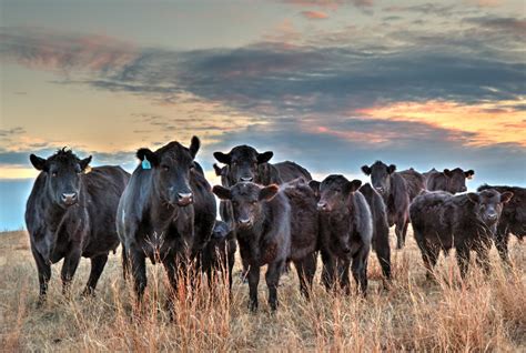 Black Angus cattle western art photo western decor canvas