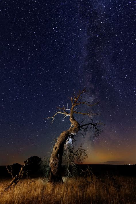 4K Free download | Nature, Grass, Stars, Night, Wood, Tree, Starry Sky, Snag HD phone wallpaper ...